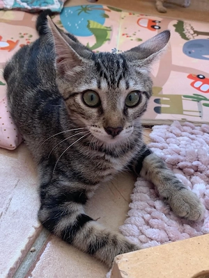 Kitten suchen ihr Zuhause