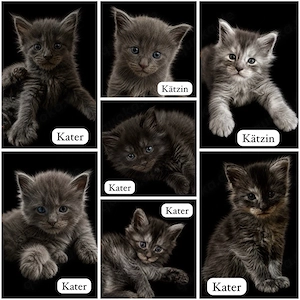 Maine Coon Kitten 