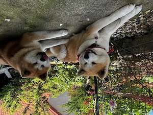 Japan Akita Inu Welpen aus exklusiver VDH- Japan Akita Club e.V.-Zucht    Bild 4