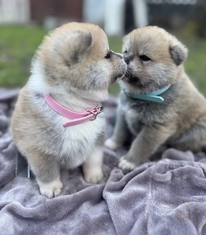 Japan Akita Inu Welpen aus exklusiver VDH- Japan Akita Club e.V.-Zucht   