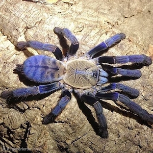 Phormingochilus hatihati 0.1