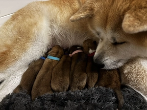 Japan Akita Inu Welpen aus exklusiver VDH- Japan Akita Club e.V.-Zucht   