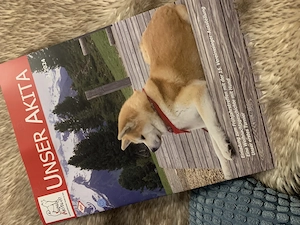 Japan Akita Inu Welpen aus exklusiver VDH- Japan Akita Club e.V.-Zucht    Bild 8