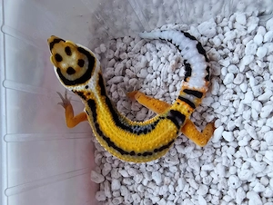 Leopardgecko  Nachzuchten 25 + 26