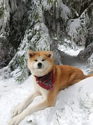 Japan Akita Inu Welpen aus exklusiver VDH- Japan Akita Club e.V.-Zucht    Bild 5