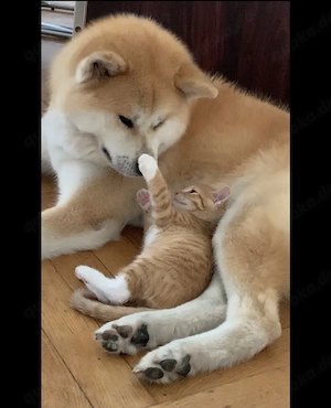 Japan Akita Inu Welpen aus exklusiver VDH- Japan Akita Club e.V.-Zucht    Bild 7