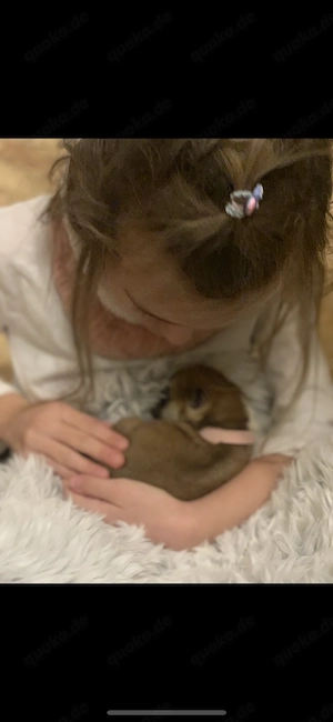 Japan Akita Inu Welpen aus exklusiver VDH- Japan Akita Club e.V.-Zucht    Bild 6