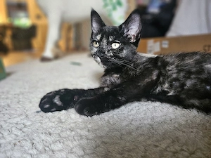Bezauberndes Mix- Kitten