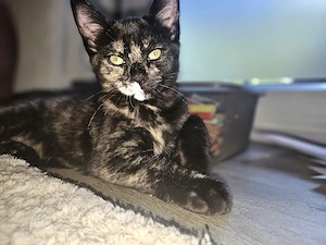 Bezauberndes Mix- Kitten