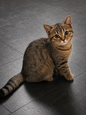 Ein kleines Kitten sucht eine nette Familie
