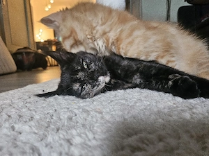 Bezauberndes Mix- Kitten
