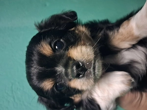 Chihuahua Welpe Junge