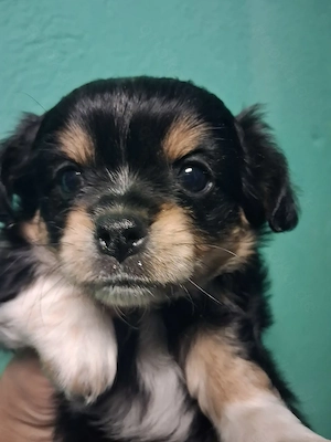 Chihuahua langhaar Welpe Junge 