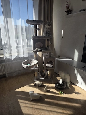 Wundervolle BKH-Kitten suchen liebevolles Zuhause    