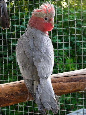 Rosa Kakadu weiblich 