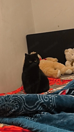 Liebevolle 3-jährige Katze abzugeben