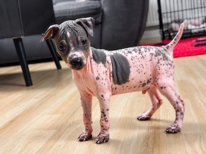 American Hairless Terrier Welpen 