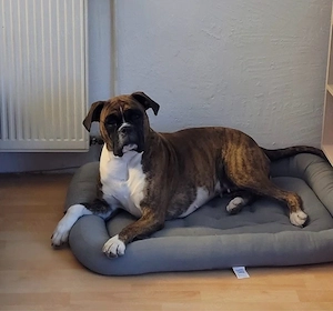 Deck rüde Boxer gesucht