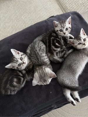 Vier wunderschöne Britisch-Kurzhaar-Kitten suchen ein liebevolles Zuhause.