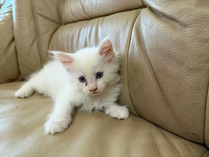 main coon kitten weiblich