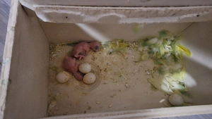 Budgerigar     Wellensittiche Komplettset: 2