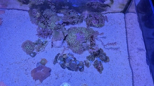 Meerwasser Aquarium Korallen Auflösungen 