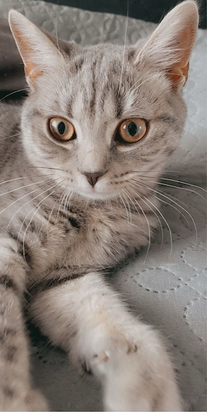 Zwei Katzen in liebevolle Hände abzugeben
