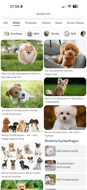 suche rüden welpen