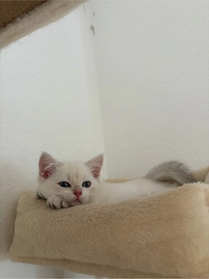 BKH Kitten