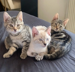 katzen babys