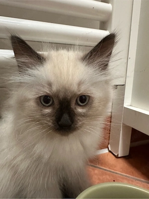 Reinrassiger Ragdoll Kater 