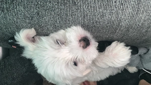 Malteser Welpe 