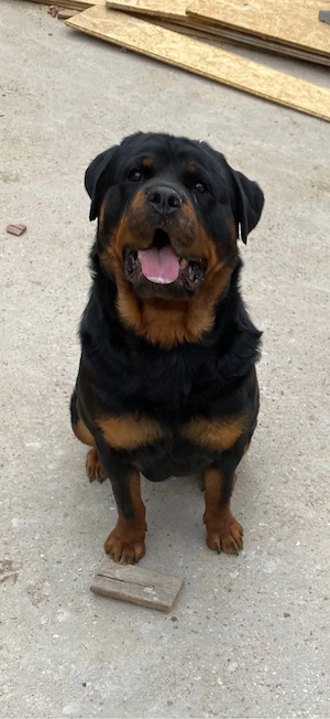 Rottweiler Hündin ardk