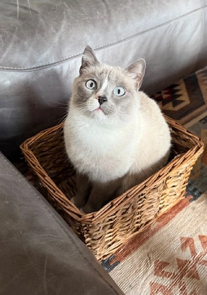 Belohnung für das Finden einer Katze