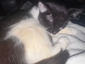 süße nala sucht neues zu hause 