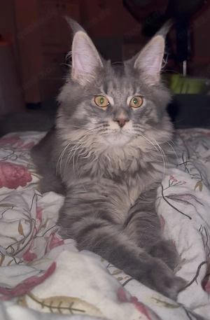 Maine Coon Kitten Blue Grau