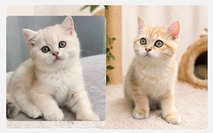 Zwei bezaubernde BKH-Kitten suchen ihr Zuhause 