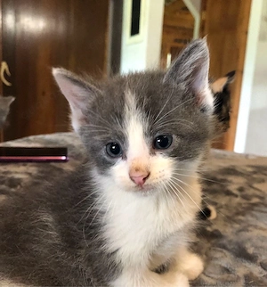 Baby Katze 