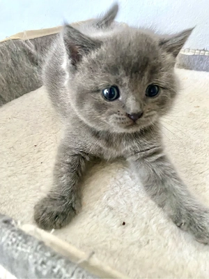 BKH Kitten  Junge Blue sehr lieb reinrassig