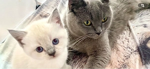 BKH Kitten silver  blue tabby reinrassig