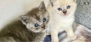 BKH Kitten silver  blue tabby reinrassig