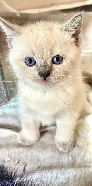 BKH Mädchen weiss  collor point reinrassig