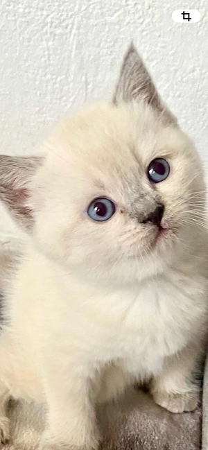 BKH Mädchen weiss  collor point reinrassig
