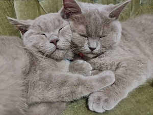 BKH Geschwister Katzen