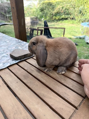Junge Kaninchen suchen ein liebevolles Zuhause