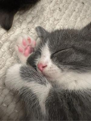 EKH Kitten 