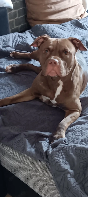 American pocket bully