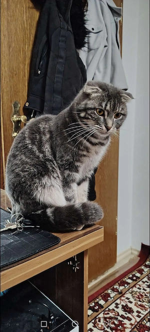 Liebevolle Katze (1 Jahr und 5 Monate alt) in gute Hände abzugeben