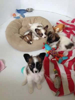 Entzückende Papillon-Welpen suchen ein liebevolles Zuhause!