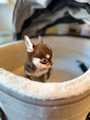 Winzige Chihuahua-Welpen, bestens sozialisiert und sehr freundlich. Sie wurden tierärztlich untersuc